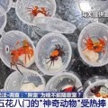 武夷山@铲屎官们 养“异宠”或危害国家安全 这些行为违法了