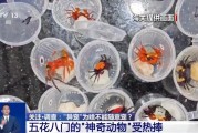 武夷山@铲屎官们 养“异宠”或危害国家安全 这些行为违法了