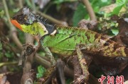 武夷山云南南滚河保护区首次发现红唇棘蜥