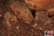 武夷山江西发现蜘蛛新物种 为研究呵叻蛛属适应区域提供依据