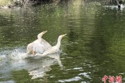武夷山吉林：罕见白鸬鹚连续两年“故地重游”
